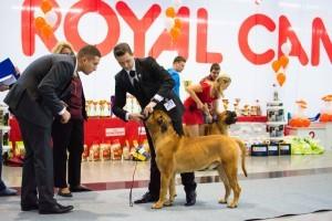 CACIB Екатеринбург эксперт Войцлав Ал-Даджистани