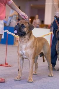 Сен-Жермен, или просто Жора