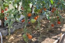 Усадьба томаты
