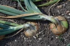 Усадьба лук