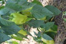 Усадьба Перец