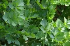 Усадьба петрушка