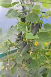 Усадьба огурцы