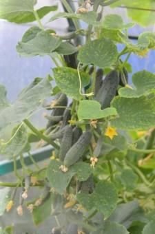 Усадьба огурцы