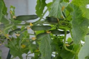 Усадьба огурцы