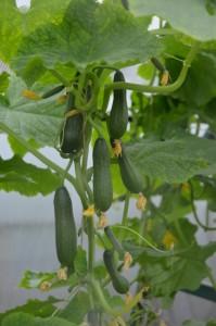 Усадьба огурцы