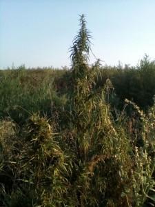 Конопля под Аверино