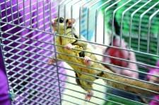 Сахарный поссум