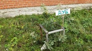 Дендропарк на территории Бобровского филиала УКСАП