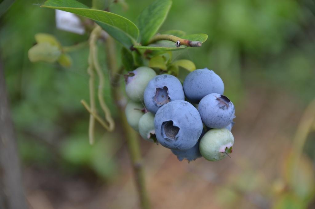 Голубика фото ягода полезные свойства