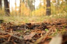 Колышки в Сосновом бору