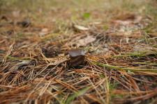 Колышки в Сосновом бору