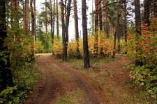 Сосновый бор, 3