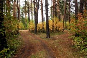 Сосновый бор, 3