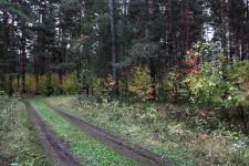 Сосновый бор