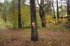 Сосновый бор, 3