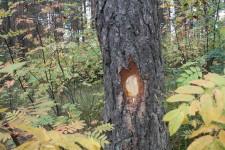 Сосны готовятся к вырубке