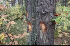 Сосны готовятся к вырубке