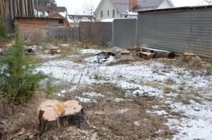 Вырубка леса