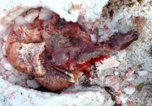 Расправа с беременной лосихой