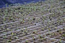 Китайские теплицы