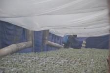 Китайские теплицы