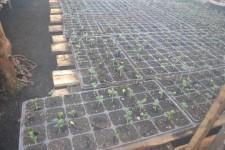 Китайские теплицы