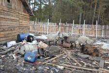 Китайские теплицы