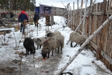 Китайские теплицы