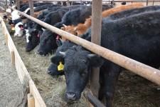 КФХ Целлер Т. П.