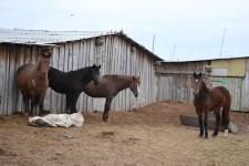 КФХ Целлер Т. П.