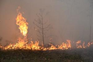 сухая трава, пожар, пал