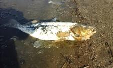 Мертвая рыба в пруду