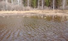 Мертвая рыба в пруду