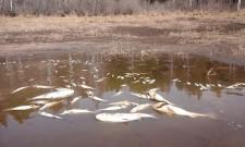 Мертвая рыба в пруду