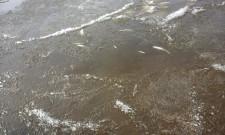 Мертвая рыба в пруду