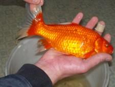 Золотой карась