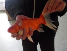 Золотой карась