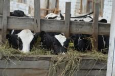 Бородулинское