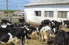 На конкурсе операторов машинного доения ООО Бородулинское