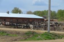 На конкурсе операторов машинного доения Бородулинское