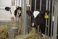 На конкурсе операторов машинного доения телята