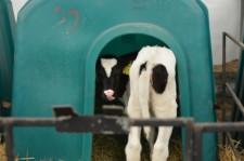 На конкурсе операторов телятамашинного доения