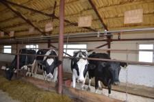 На конкурсе операторов машинного доения коровы