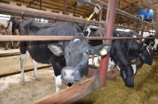 На конкурсе операторов машинного доения