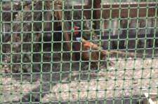 Заповедник