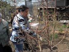 Усадьба. Обрезка деревьев