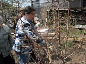 Усадьба. Обрезка деревьев