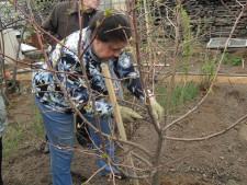 Усадьба. Обрезка деревьев