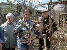 Усадьба. Обрезка деревьев